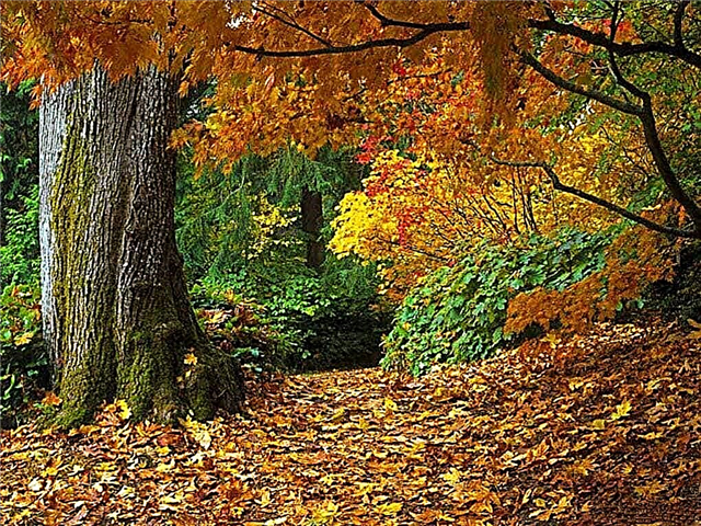 Зашто лишће мења боју на јесен? Зашто лишће пожуте у јесен? Фото и видео