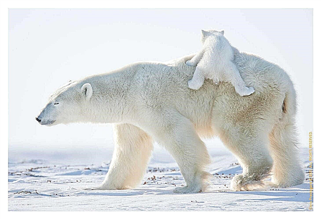 Kutup ayıları - yavrular: fotoğraf ve video