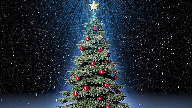 لماذا تعتبر شجرة عيد الميلاد رمزًا للعام الجديد - تاريخ التقليد والوصف والفيديو