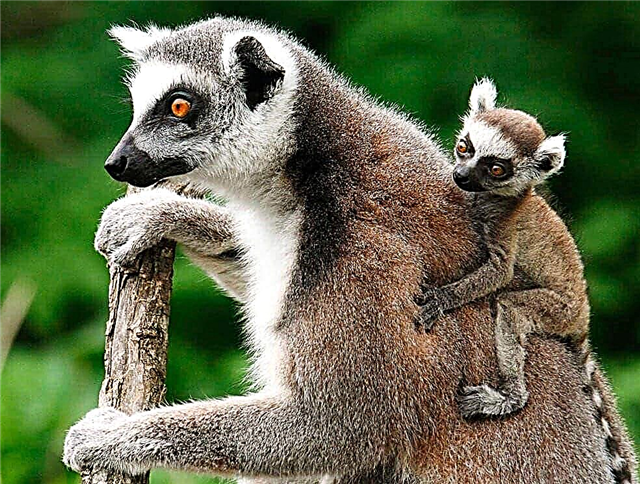 Merkmale des Lebens der Lemuren