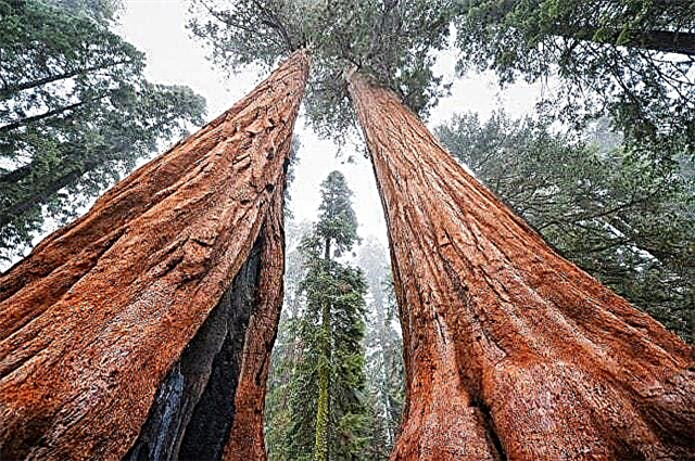أطول أنواع الأشجار في العالم - قائمة بأماكن النمو والحجم والصور ومقاطع الفيديو