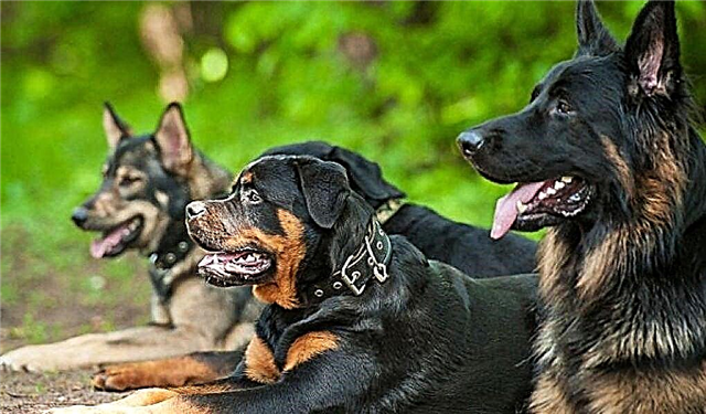 Las razas de perros más atrevidas: lista, descripción, foto y video