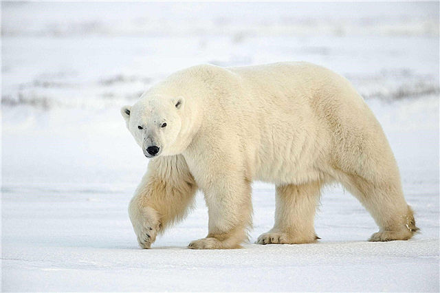 Eisbären - in Bewegung: Beschreibung, Foto und Video