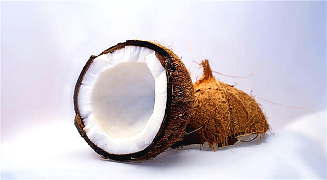 Is coconut a nut or not?
