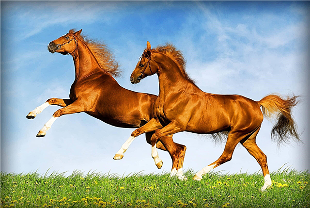 ¿Cuándo los caballos de raza pura obtuvieron pedigríes?