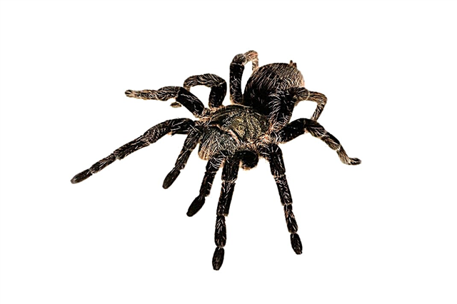 As aranhas mais perigosas da Rússia - uma lista, descrição, onde estão, o que é perigoso, fotos e vídeos