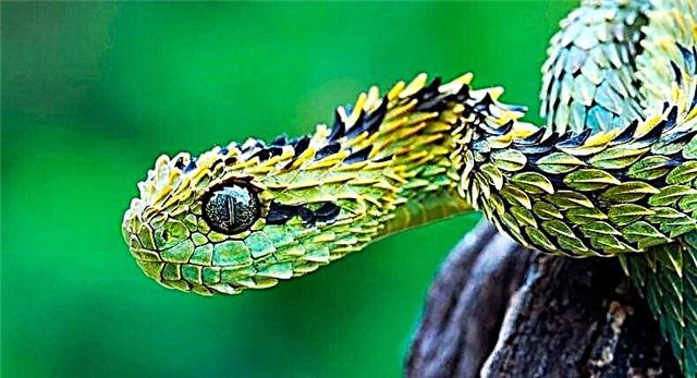 The most dangerous snakes - a list, names, description of where they live, photos and videos