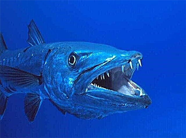 Tehlikeli yırtıcı balık: Müren balığı ve barracuda. Açıklama, fotoğraf ve video