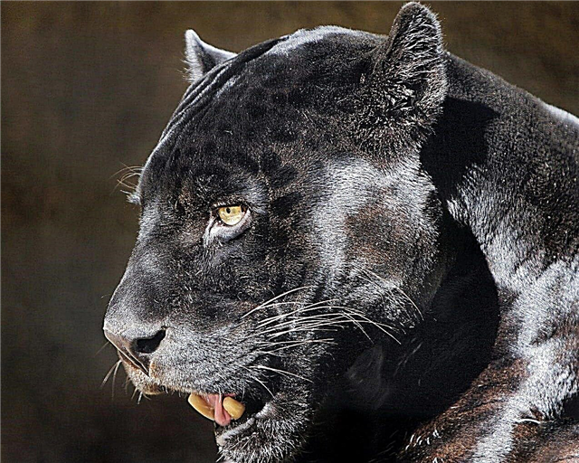 Panthers - a description of where they live, food, breeding, enemies, photos and videos