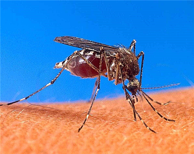 How to deal with mosquitoes?