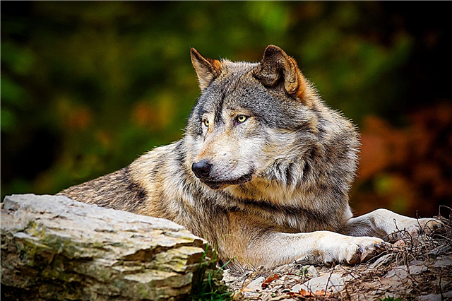 Loup: description, aire de répartition, nutrition, sous-espèces, reproduction, ennemis, photos et vidéo