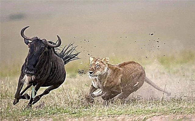O antilopă ar trebui să depășească un leu? Descriere, fotografie și video