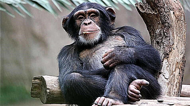 Warum verwandeln sich Affen nicht in Menschen? Beschreibung, Abbildungen, Video