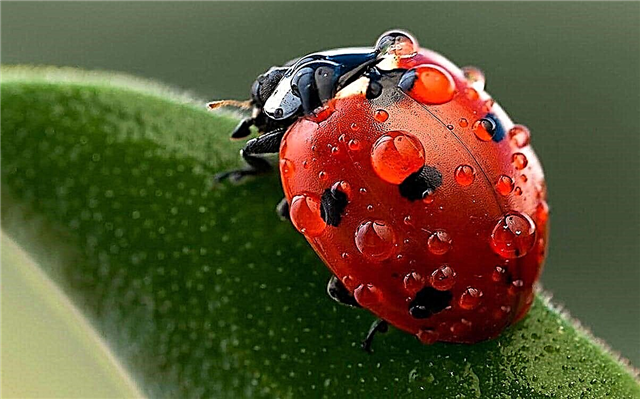 Ladybug - kjer prebiva, struktura, selitev, kar pomeni točke, fotografije in videoposnetke