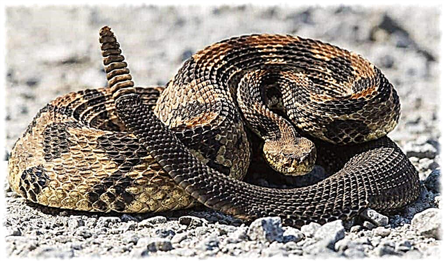 The most poisonous snakes in the world - a list of where they live, description, photos and videos