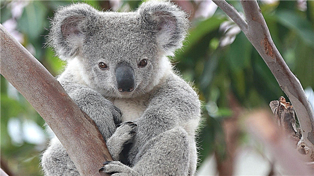 Koala - fotoğraflar, açıklama, video, alan, gıda, düşmanlar, ilginç gerçekler