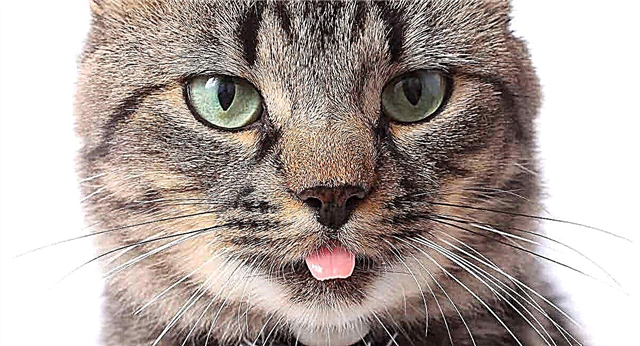 Waarom hebben katten een ruwe tong en hebben honden een gladde tong?