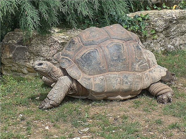 Warum leben Schildkröten lange? Wie viele Schildkröten leben - Beschreibung und Video
