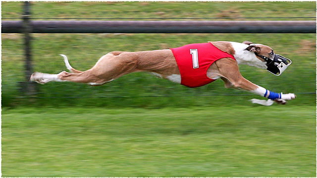 最速の犬の品種-リスト、説明、最高速度、写真、ビデオ