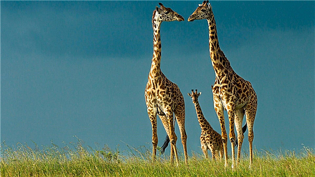 Why does a giraffe have a long neck? Description, photo and video