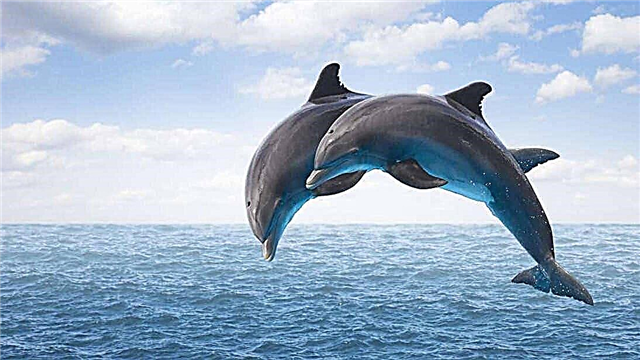 Fatos interessantes sobre golfinhos - foto e vídeo