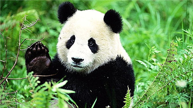 Big panda, or bamboo bear, or giant panda