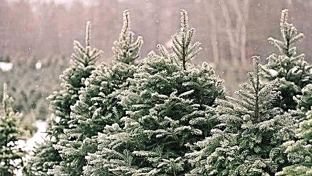Why is the tree (spruce) always green? Reasons, photos and videos