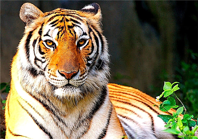 Tiger - beskrivelse, rekkevidde, mat, underarter, avl, fiender, bilder og video