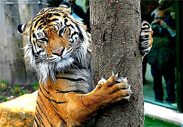 Perbezaan harimau dan kucing