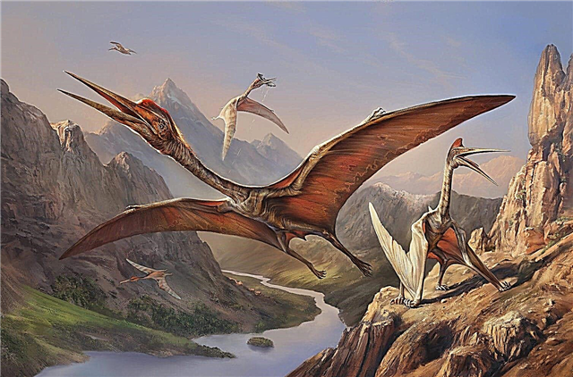 The first winged dinosaurs - description, photos and video
