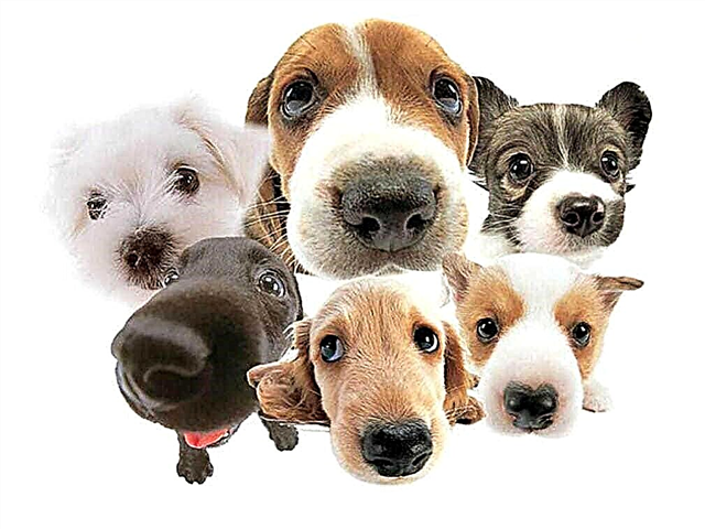 Dog scent - descrição, fotos e vídeo