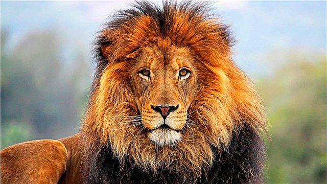 Interessante Fakten über Löwen, Fotos und Videos