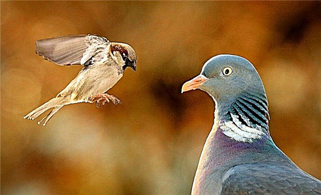 ¿Por qué caminan las palomas y rebotan los gorriones? Descripción, foto y video