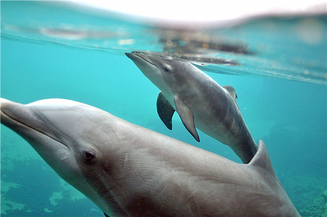 Comment boivent les dauphins, les baleines et les orques? Description, photo et vidéo