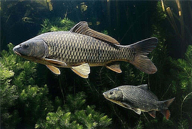 Ist es möglich, das Alter des Fisches zu bestimmen?