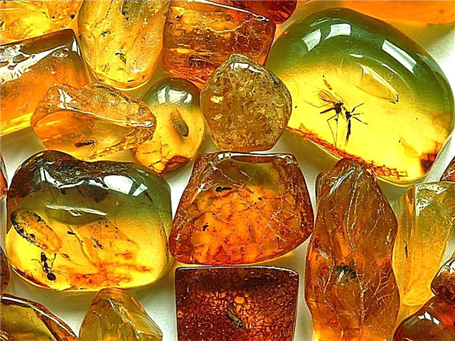 Insects in amber - how to get, description, photo and video