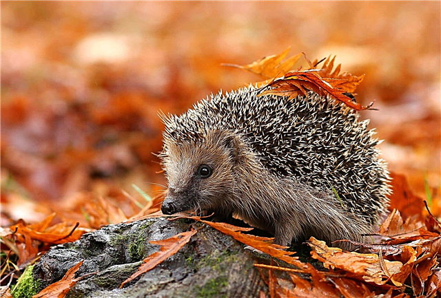 How do hedgehogs remove apples, mushrooms and berries impaled on thorns? Description, photo and video