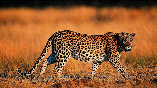 Leopard - apraksts, apgabals, foto un video