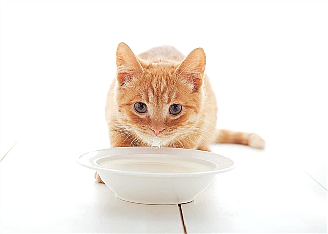 ¿Por qué a los gatos les gusta la leche? Razones, fotos y videos.