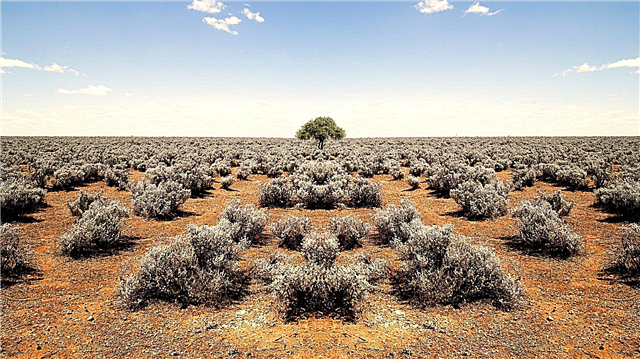 Comment les plantes font-elles face à la sécheresse du désert? Description, photo et vidéo