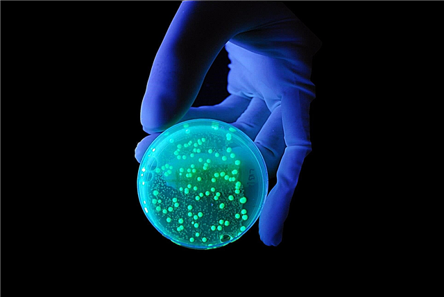 Зашто ултраљубичасто убија микробе? Разлози, фотографије и видео снимци