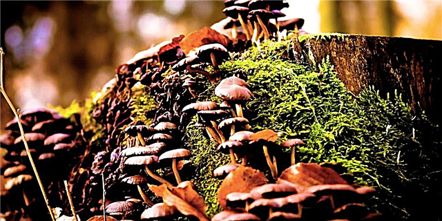 Mushrooms predators - interesting facts