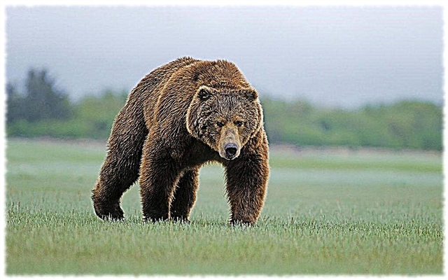 The most dangerous animals in Russia - list, description, photo and video