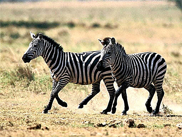 Hvorfor er en zebra stribet? Hvorfor zebra strips? Typer zebras og striber, beskrivelse, fotos og videoer