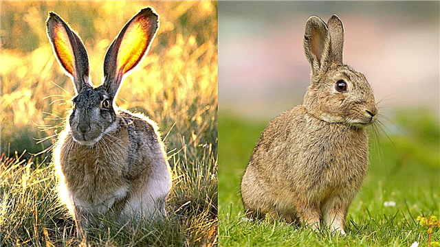 Hvordan adskiller en hare sig fra en kanin?