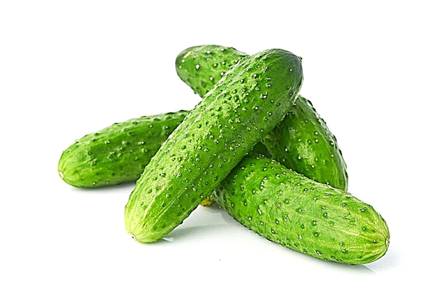 Waarom zitten er puistjes op komkommers? Redenen, foto's en video's