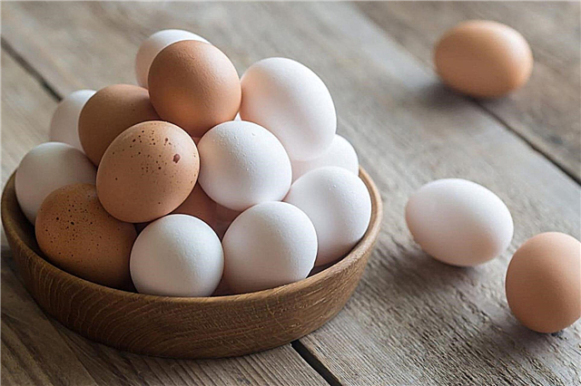 De ce unele ouă de pui sunt brune și altele albe?