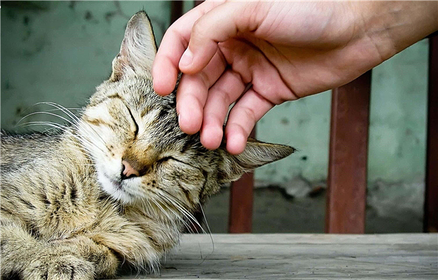 Why do animals like being petted? Reasons, photos and videos