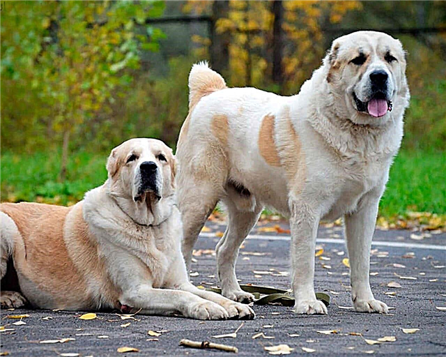 Câine Ciobănesc din Asia Centrală - aspect, caracter, îngrijire