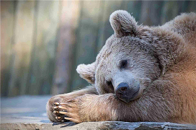 Pourquoi l'ours hiberne-t-il? Raisons, photos et vidéos